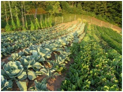 Organic farming on the rise in Slovenia